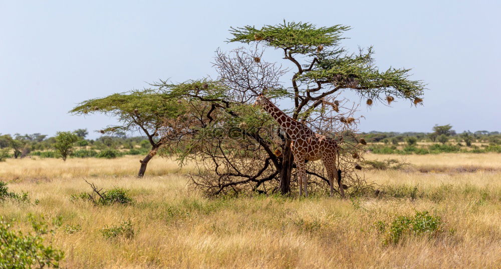 Similar – Image, Stock Photo Africa Nature Landscape