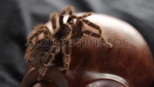 Similar – Image, Stock Photo Go Skate Now! Insect Coil