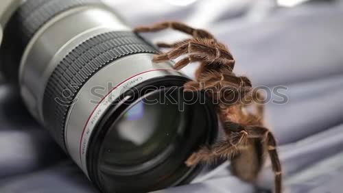 Similar – Full body image in the ground glass of an analog medium format camera of a tall beautiful woman with long dark curly hair in nature sitting barefoot under a tree