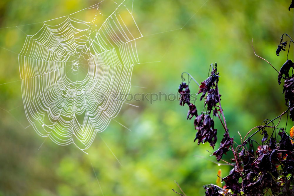 Similar – Image, Stock Photo ZickeZacke Nature Water