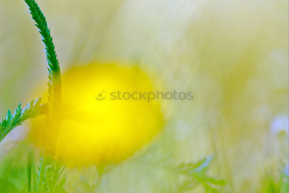 Similar – Image, Stock Photo Hello Spring Environment