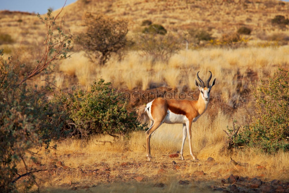 Similar – Thomson gazelles grazing