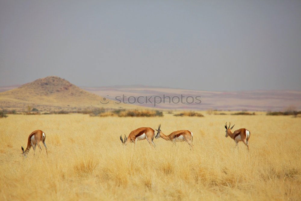 Similar – Image, Stock Photo At the waterhole Adventure