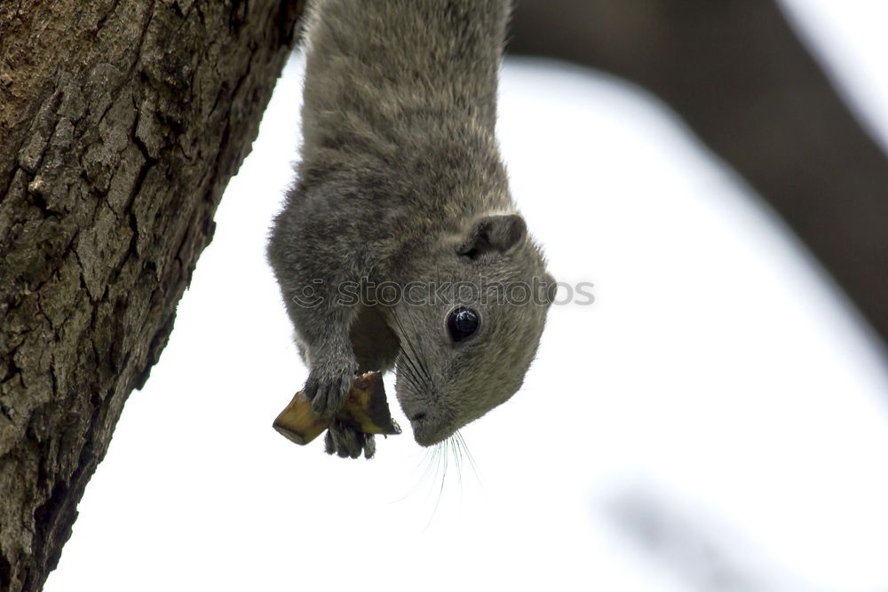 Similar – Image, Stock Photo oregon squirrel II Nature