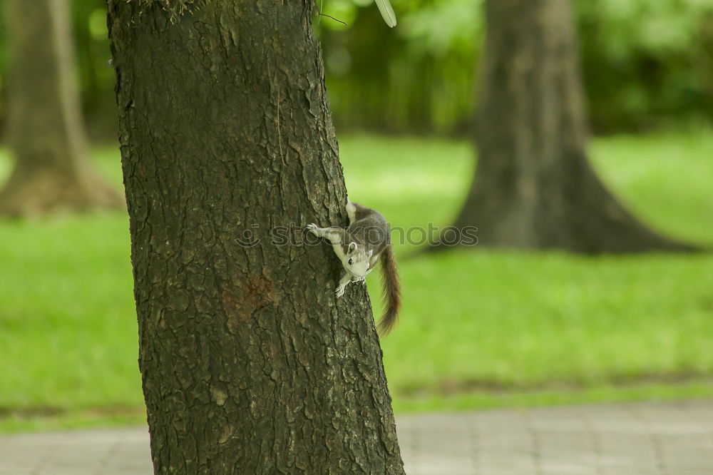 Foto Bild Hallo Marty! Umwelt Natur