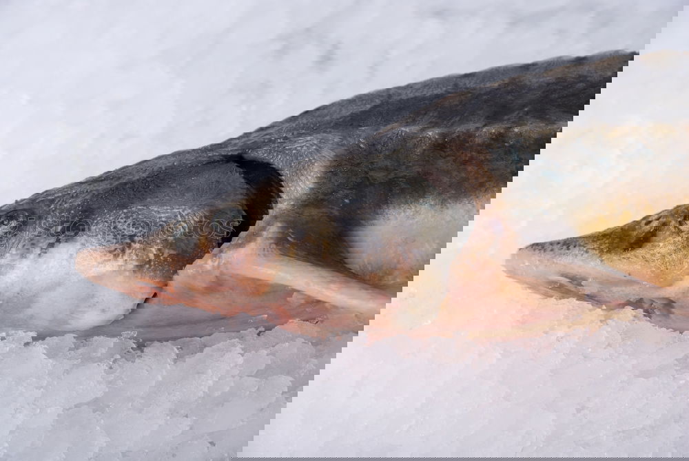 Similar – Image, Stock Photo Fresh catch Fish Nutrition