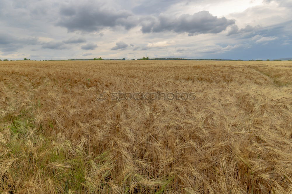 Similar – Image, Stock Photo a bed in the cornfield