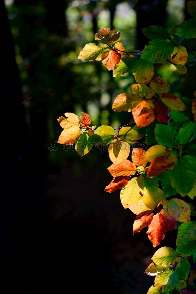 Autumnal orange shining lampion flower