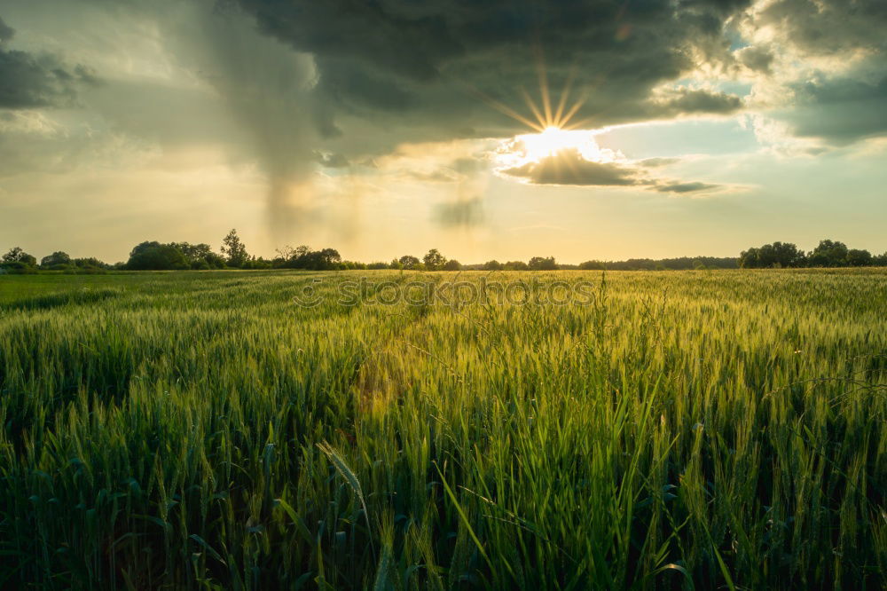 Similar – Image, Stock Photo autumn field Nature