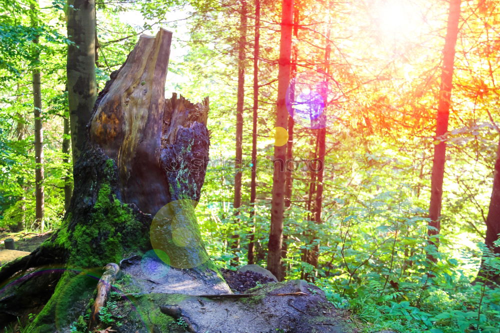 Similar – Image, Stock Photo Forest in spring