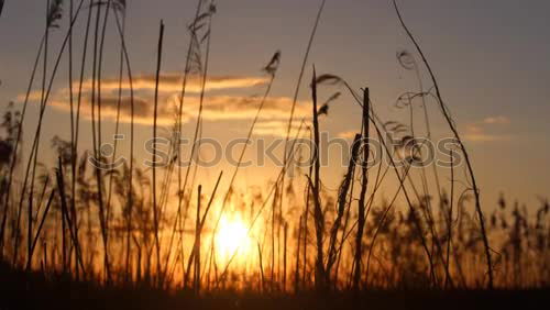 Similar – Evening at the lake