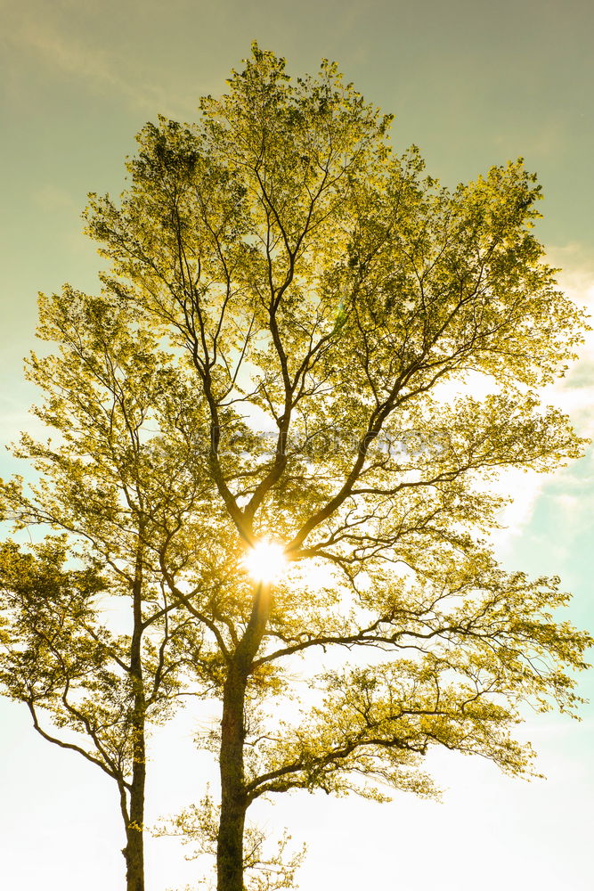 Similar – Image, Stock Photo shadow play Nature
