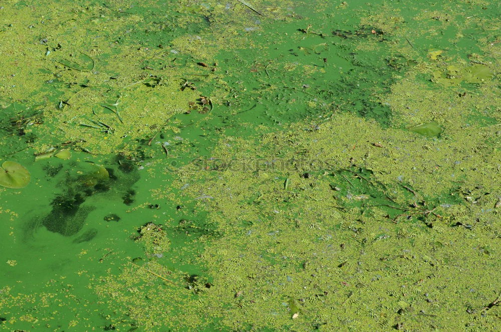 Similar – Image, Stock Photo Close up portrait of crocodile in green duckweed