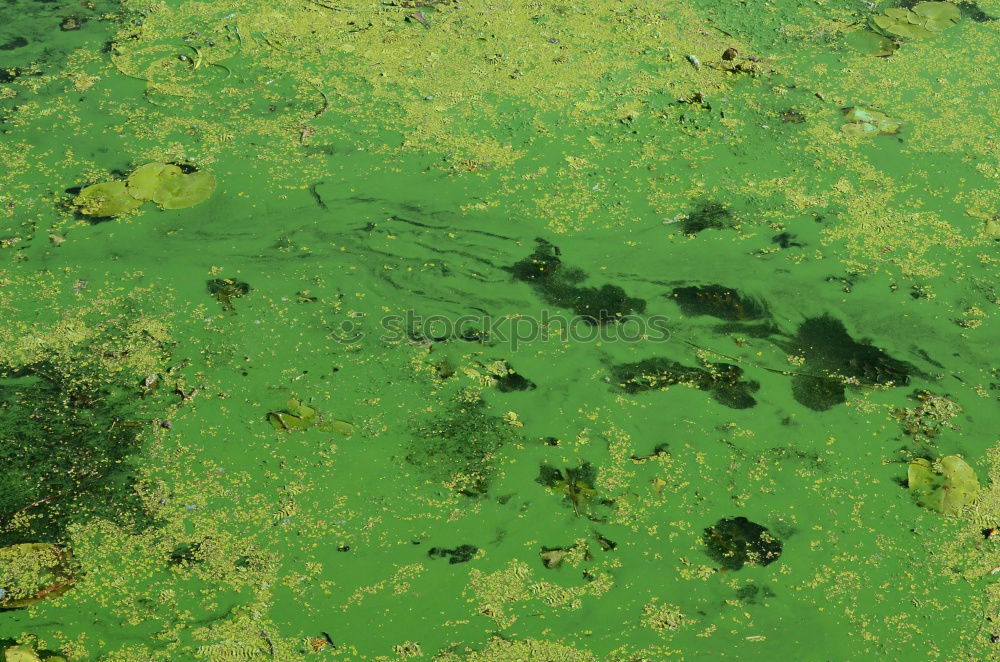 Similar – Image, Stock Photo Close up portrait of crocodile in green duckweed