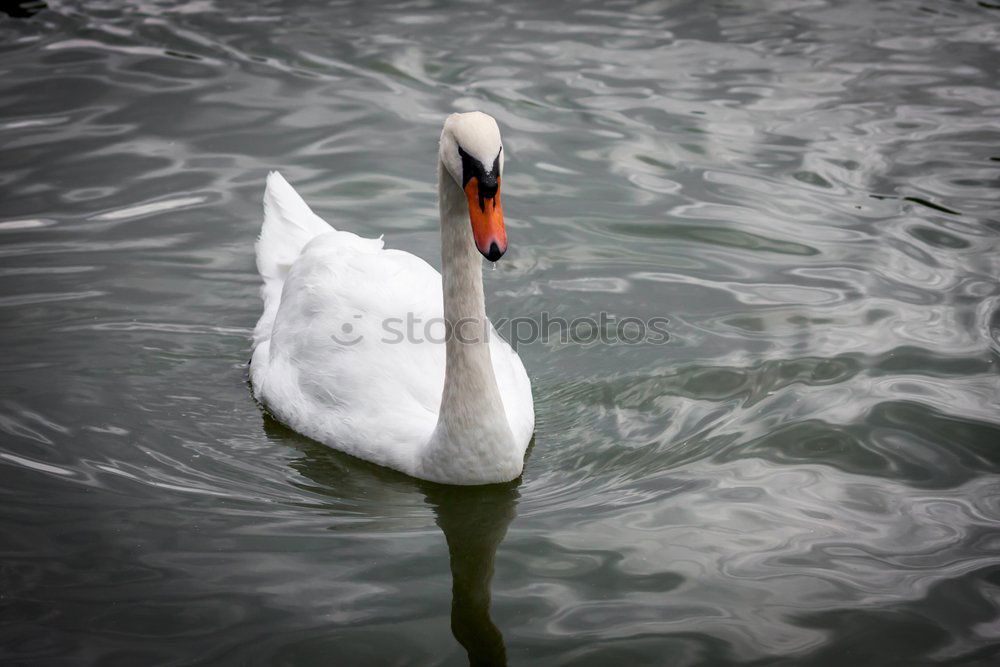 Similar – Image, Stock Photo sea bird Seagull White