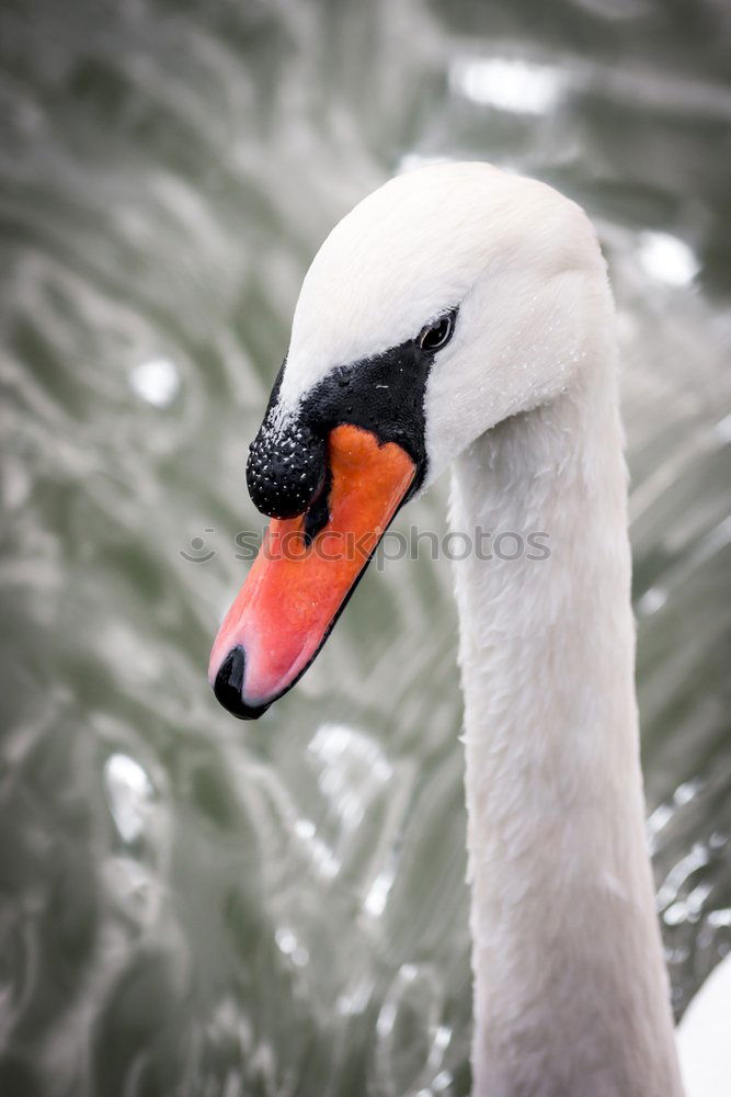 Similar – Foto Bild winterschönheit Schwan