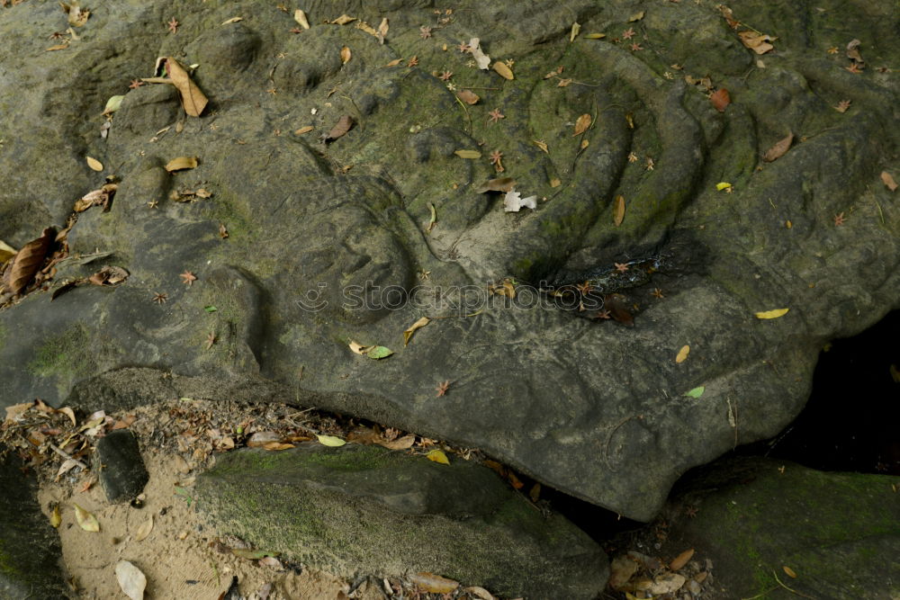 Similar – Image, Stock Photo moss fingers Fingers Hand