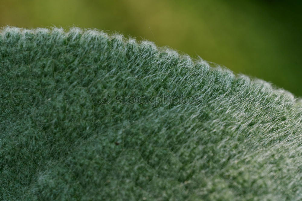 Similar – blattstruktur Blatt grün