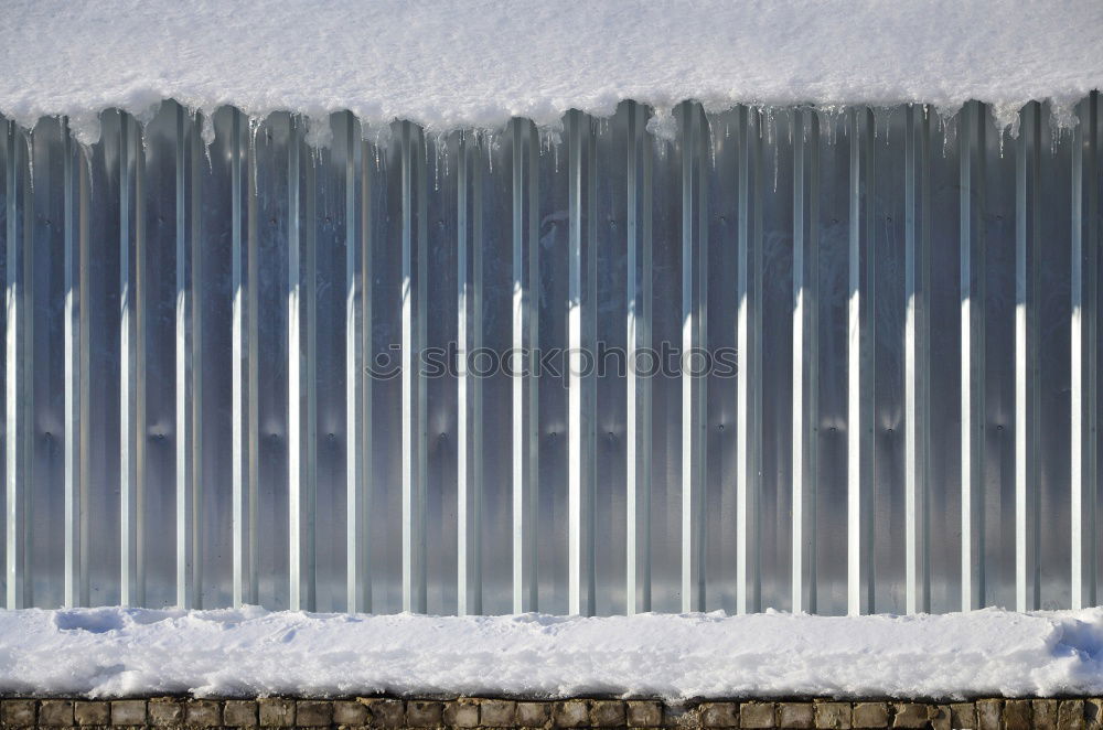 Foto Bild Blume Wand Zaun Sonne