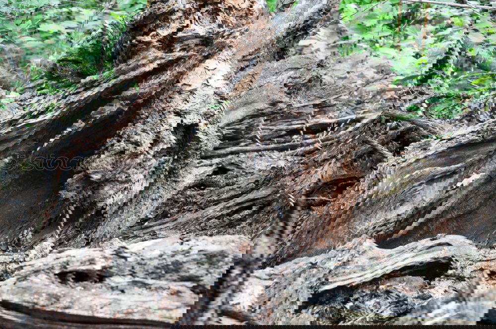 Similar – Foto Bild Tree II Baum