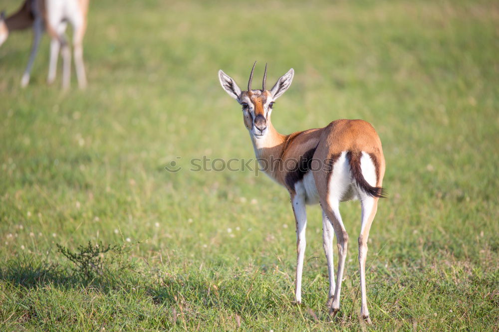 Similar – Image, Stock Photo top dog Nature Animal