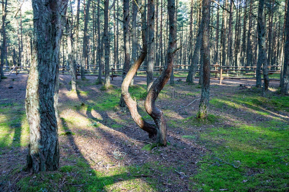 Similar – The ghost forest in Nienhagen