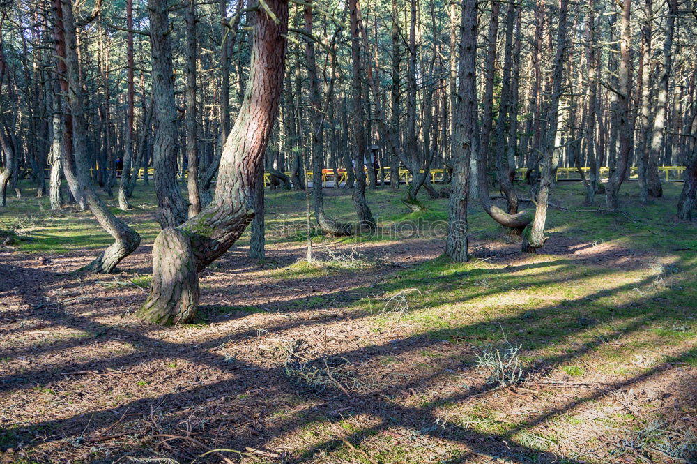 Similar – Image, Stock Photo pines Environment Nature