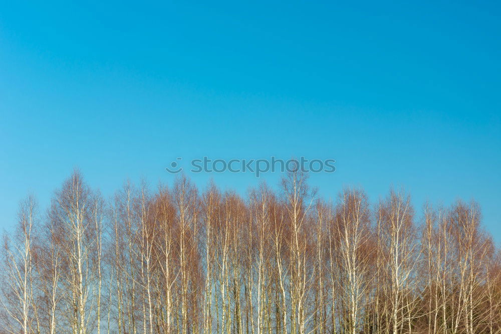 Similar – Image, Stock Photo hidden house (haunted)