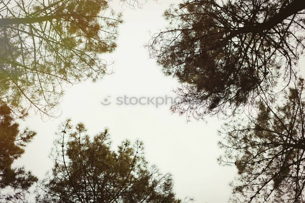 Similar – Image, Stock Photo Polaroid. Forest in autumn. Nature, trees. forest path