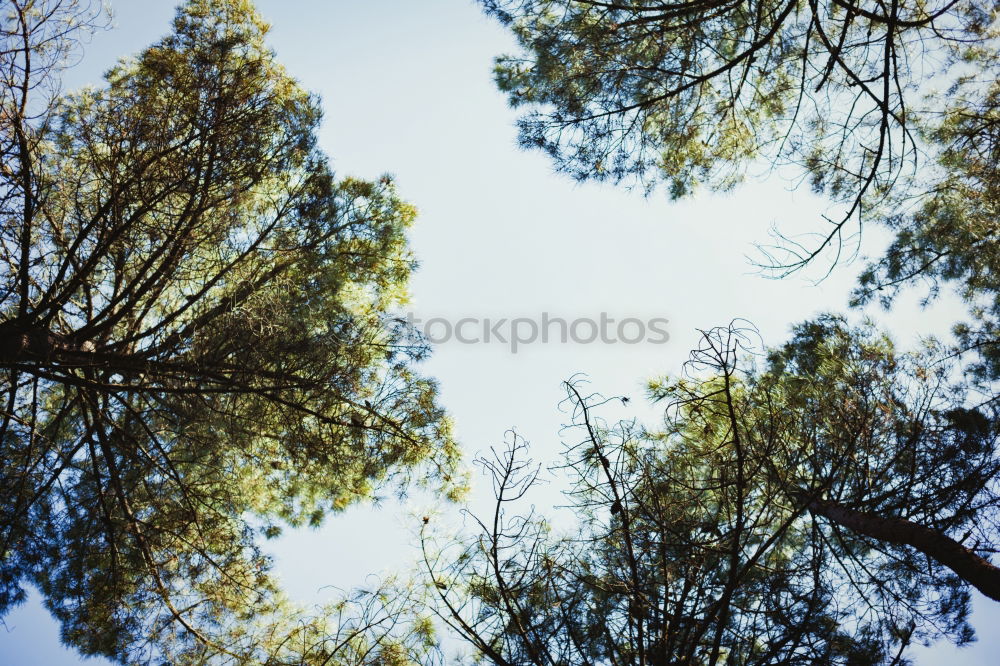 Image, Stock Photo Eukalyptus Baum Beautiful