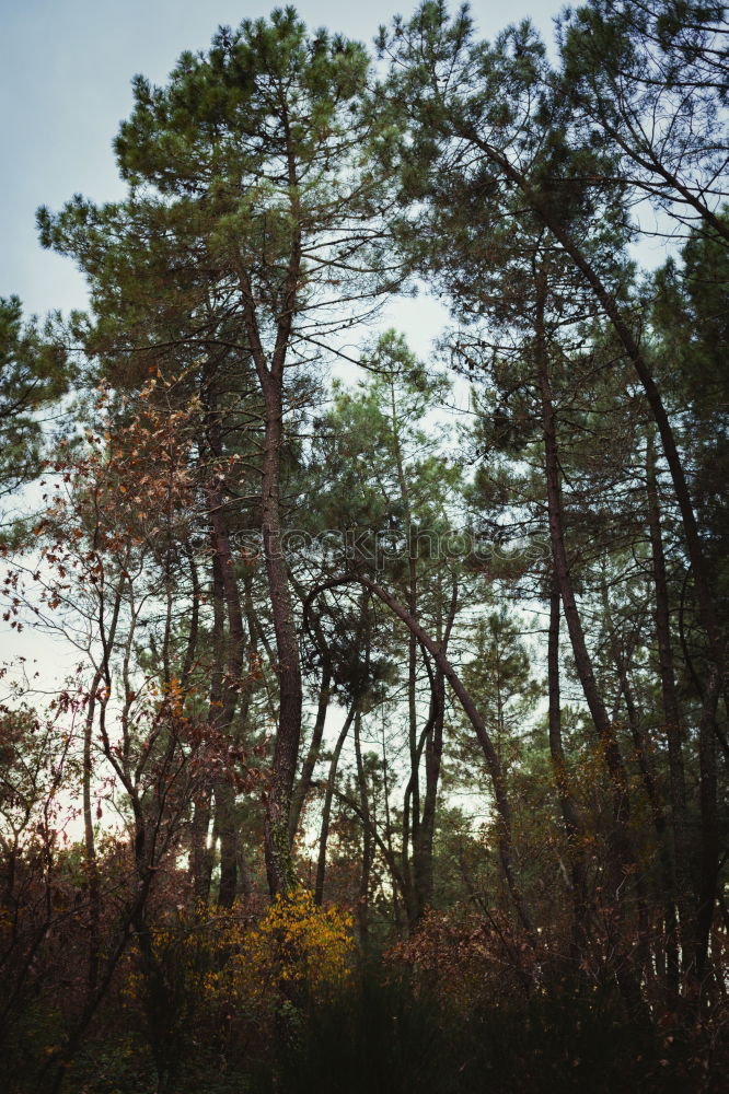 Similar – Foto Bild Lichtung Umwelt Natur