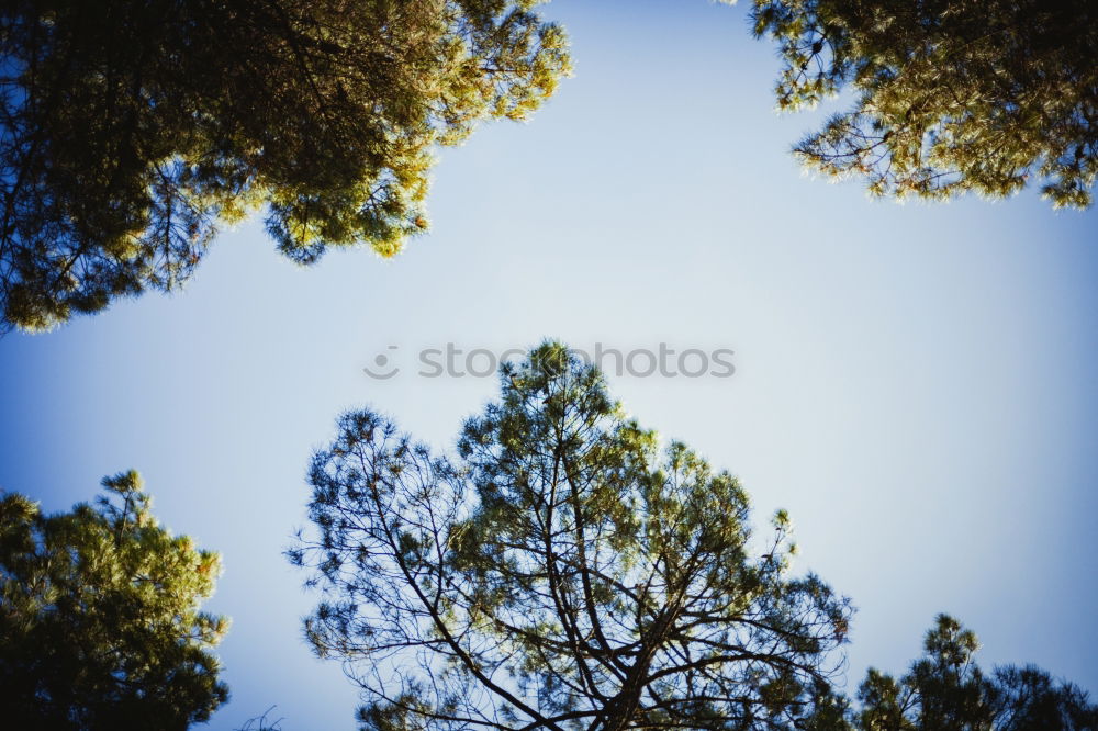 Similar – Image, Stock Photo Big friend Tree Old