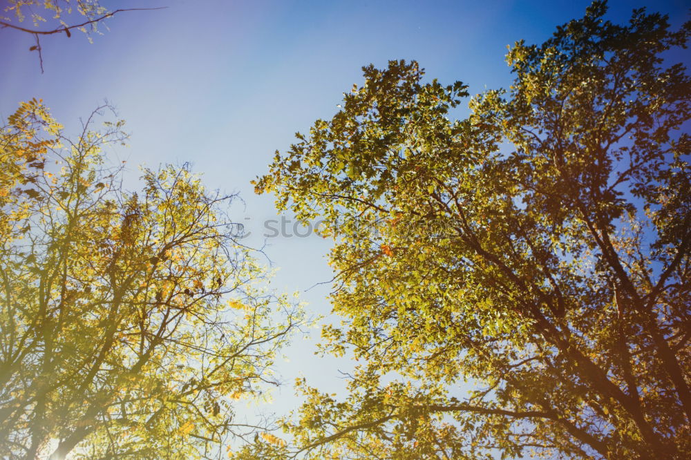 Similar – Image, Stock Photo Orange and blue