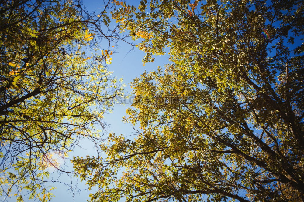 Similar – Tree tips pointing to the sky illuminated by the sunlight