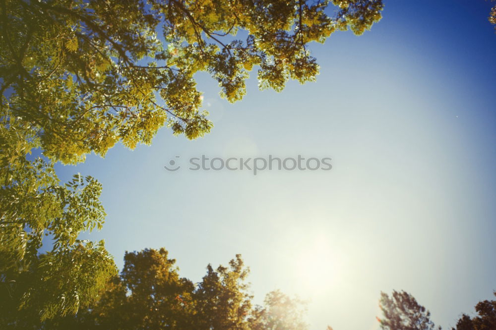 Similar – Image, Stock Photo I think I’ll go blind Tree