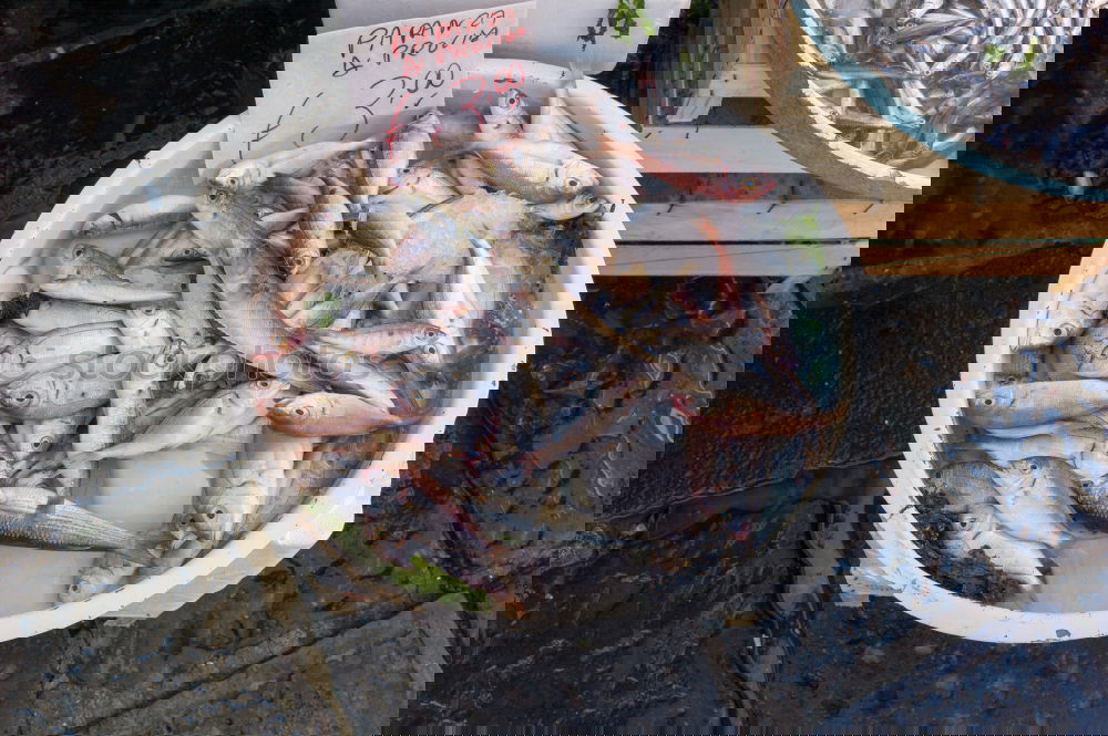 Similar – Foto Bild Fischer Fritzes frische Fisch-Schüssel