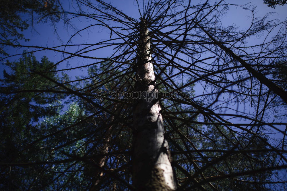 Similar – upward Tree Forest