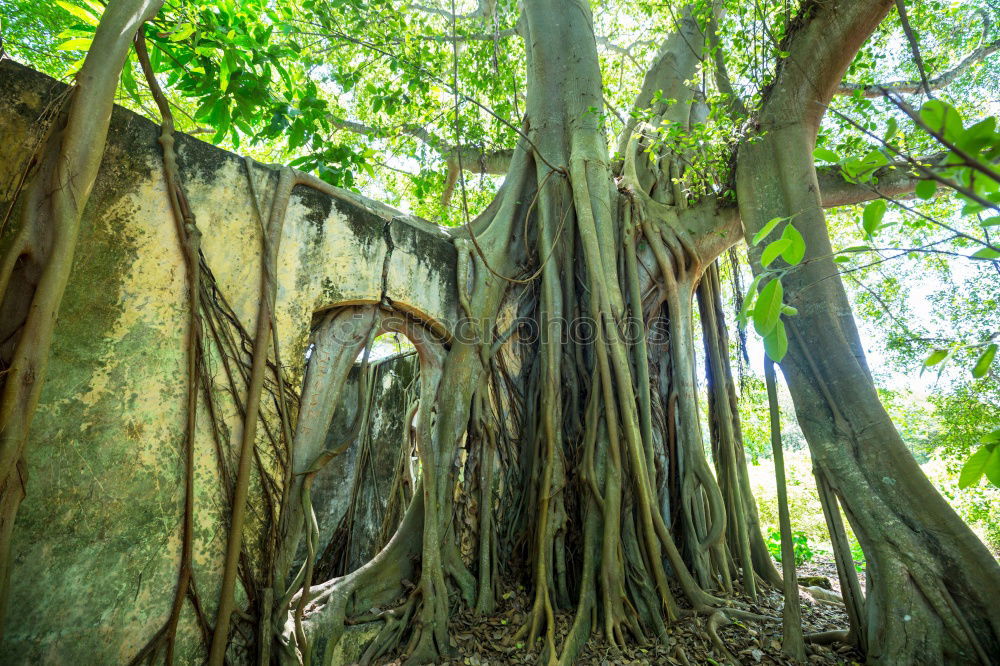 Similar – Australia Tree Growth