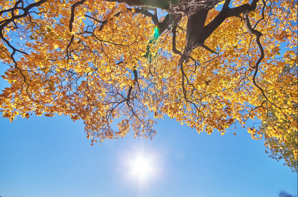 Similar – Image, Stock Photo Orange and blue