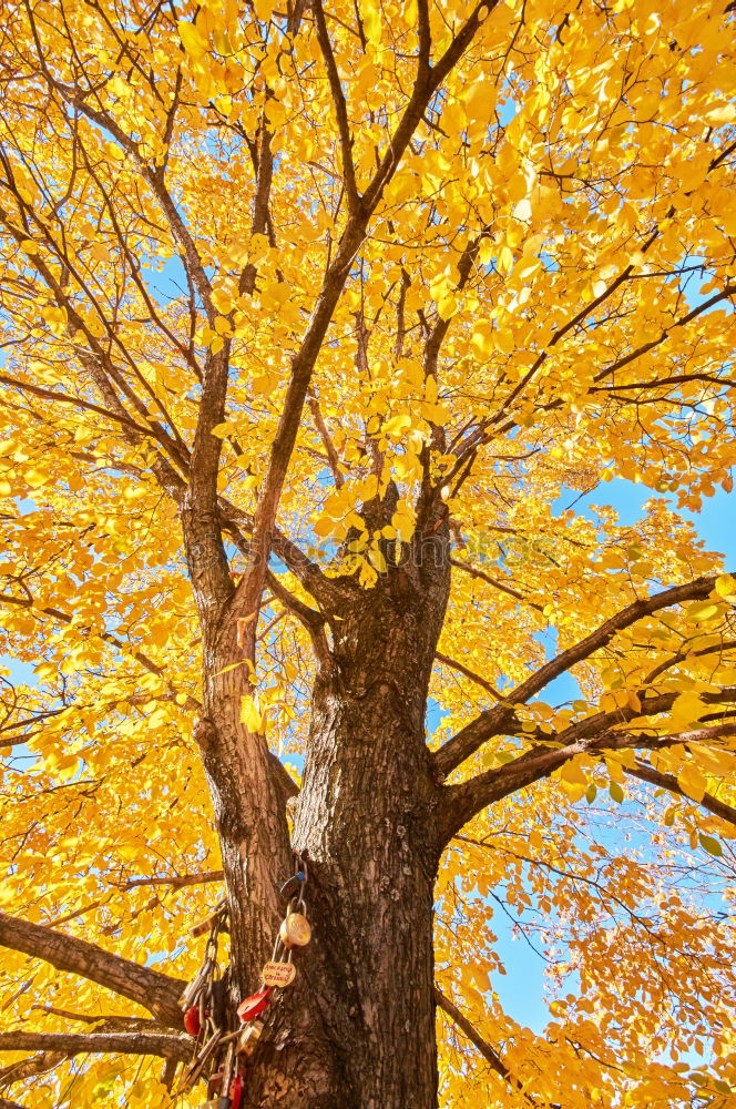 Image, Stock Photo Trees in autumn Wellness