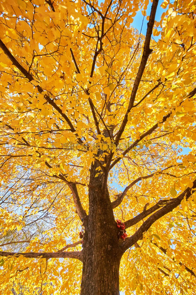 Similar – yellow tree Tree Autumn