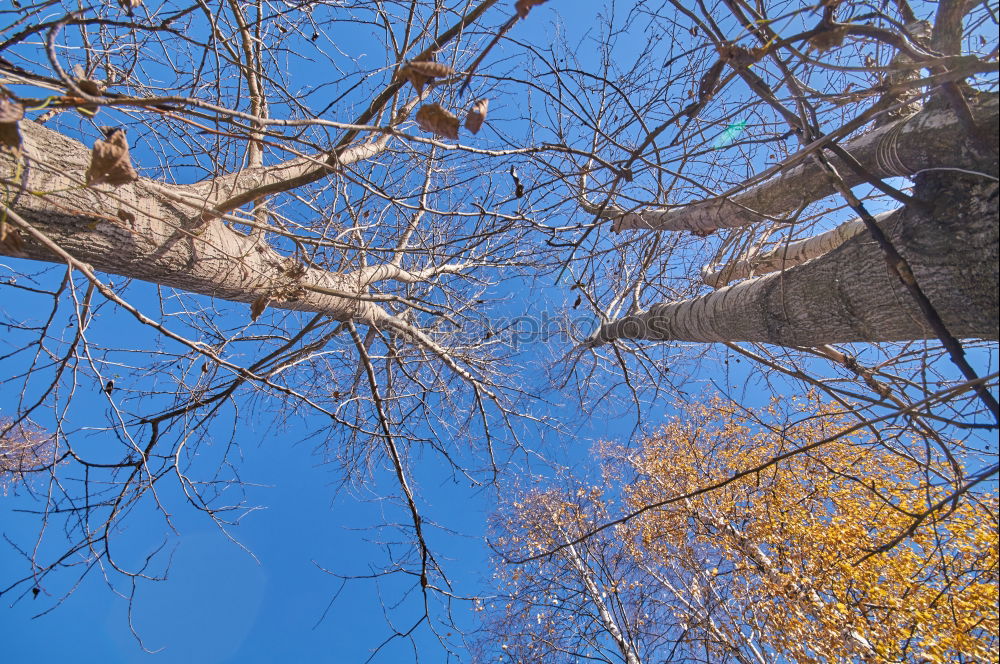 Similar – look up at the tree …