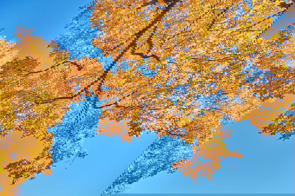 Similar – Image, Stock Photo Toner refilled Environment