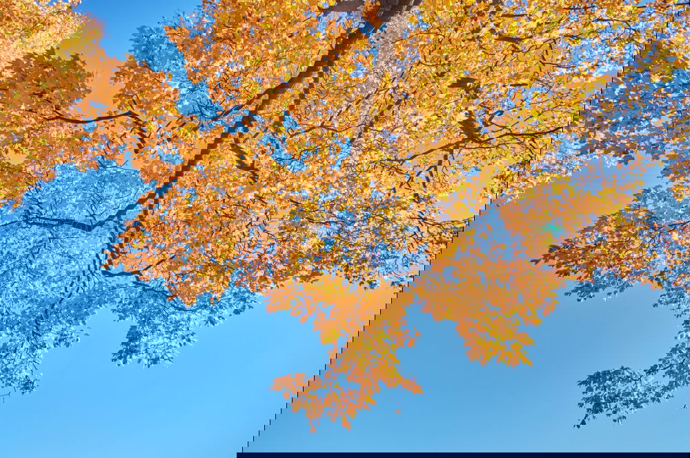 Similar – Image, Stock Photo Toner refilled Environment