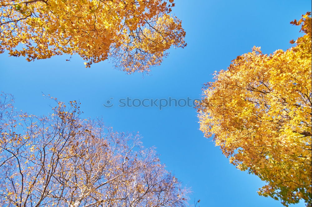 Similar – An Autumn Picture Nature