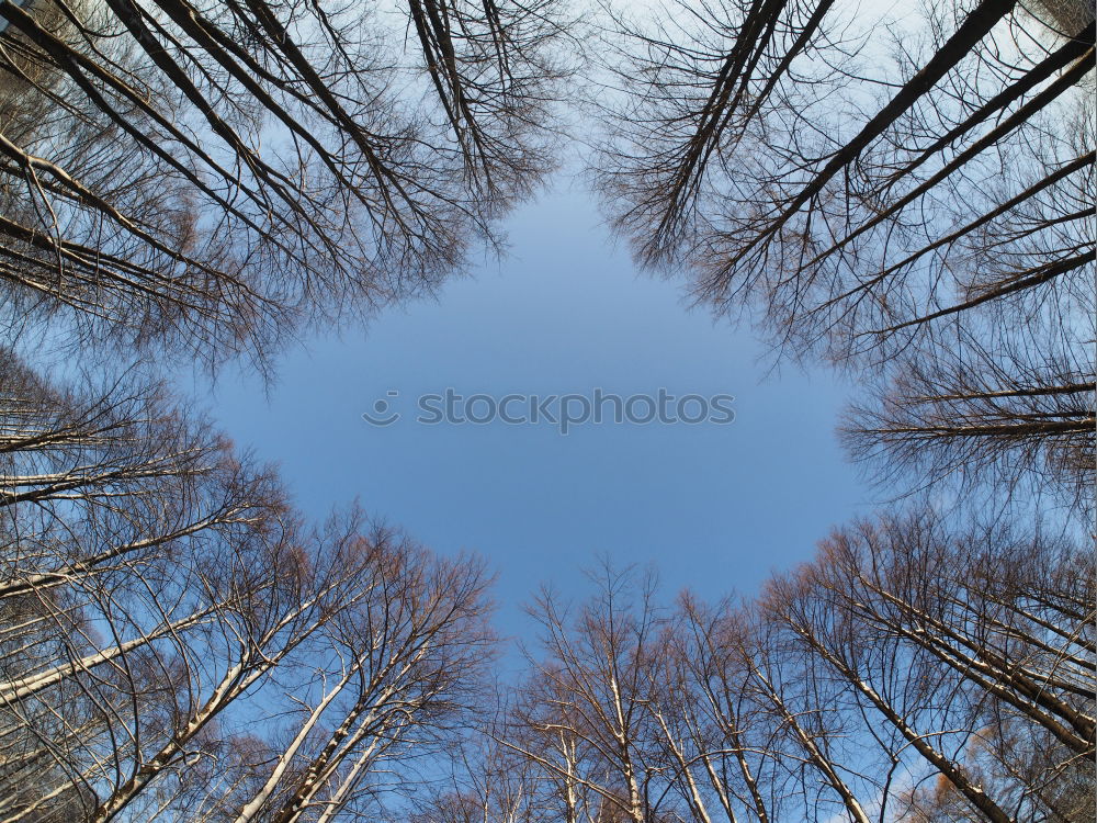 Similar – skyscrapers Forest Tree