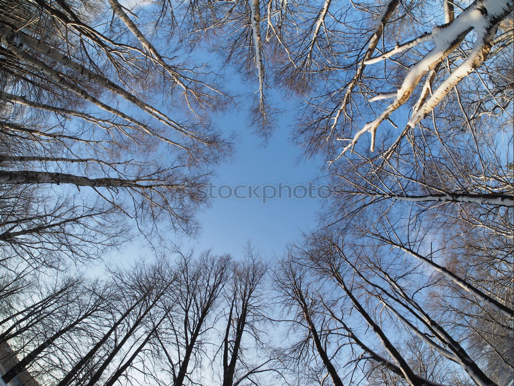 Similar – Bäume Baum grün Sommer