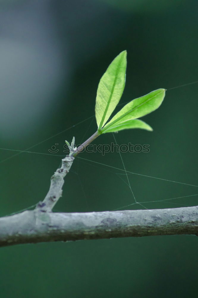 Similar – green tree leaf Plant Leaf