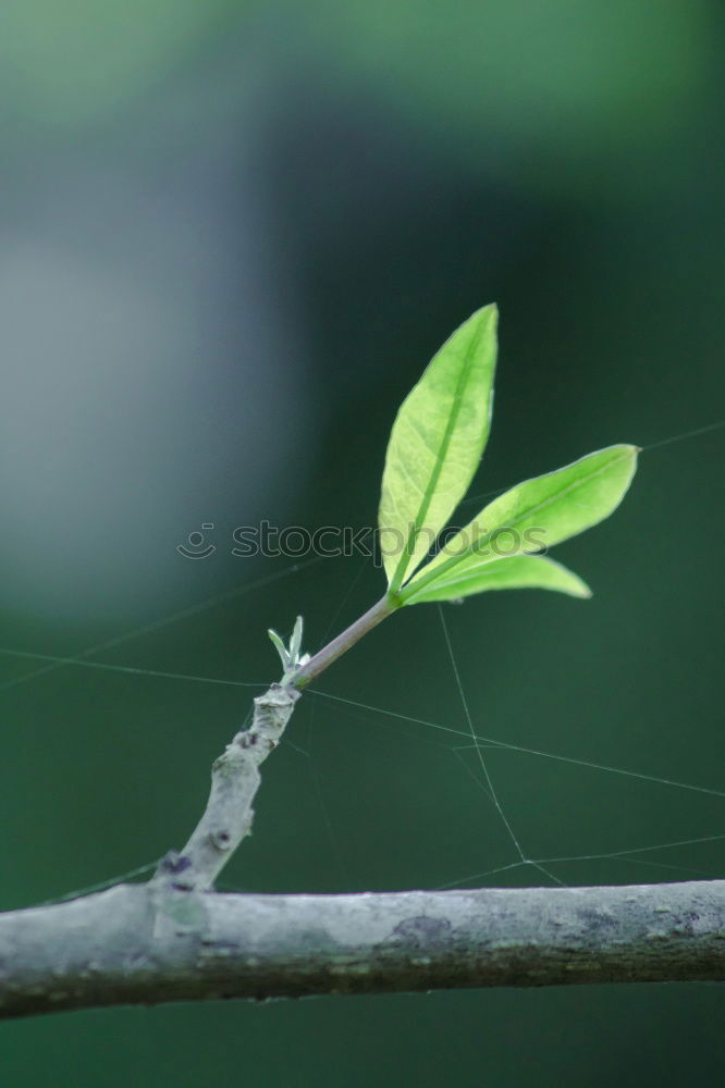 Similar – green tree leaf Plant Leaf