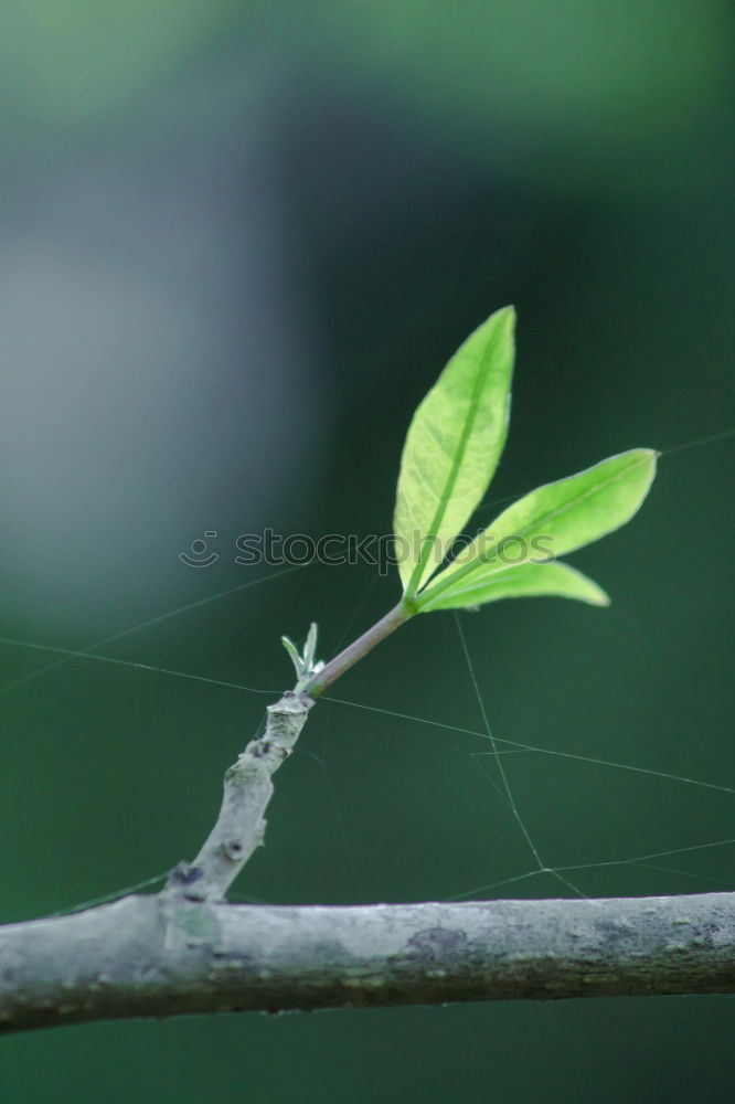 green tree leaf Plant Leaf